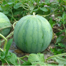 RW01 Gonsi große globale grüne F1 hybride kernlose Wassermelonensamen für das Pflanzen